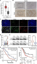 Anti-Ubiquitin D UBD Rabbit Monoclonal Antibody