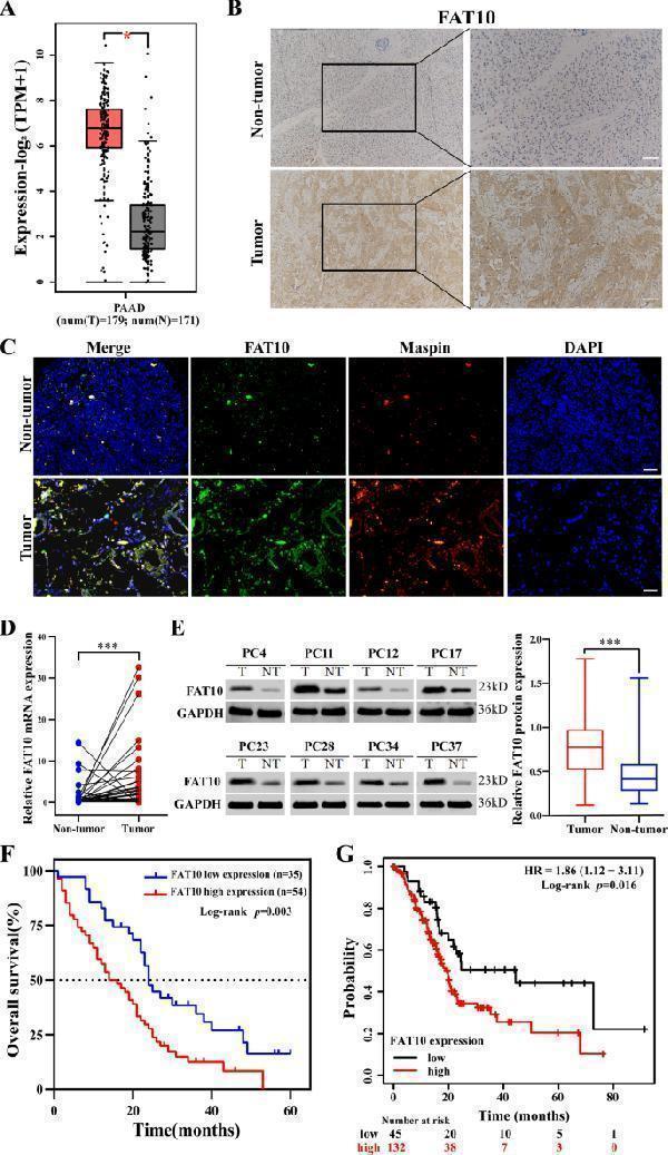 Anti-Ubiquitin D UBD Rabbit Monoclonal Antibody