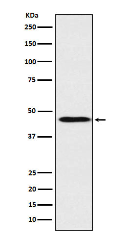 Western blot analysis of ApoA4 expression in Human plasma lysate.