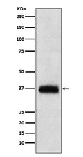 Western blot analysis of CD7 expression in human PBMC lysate.