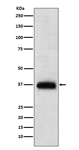 Western blot analysis of CD7 expression in human PBMC lysate.