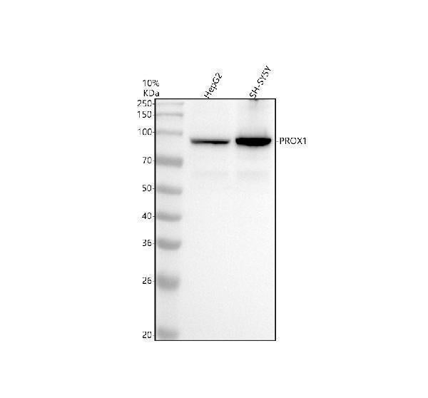 Anti-PROX1 Rabbit Monoclonal Antibody