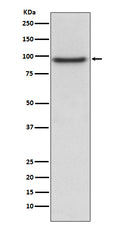 Western blot analysis of PROX1 expression in HepG2 cell lysate.