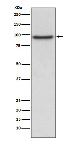 Western blot analysis of PROX1 expression in HepG2 cell lysate.