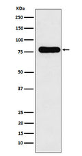 Western blot analysis of GAB1 expression in HEK293 cell lysate.