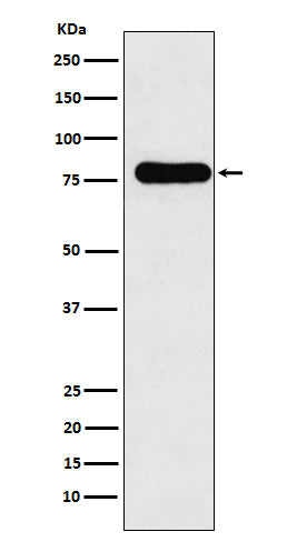 Western blot analysis of GAB1 expression in HEK293 cell lysate.