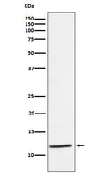 Western blot analysis of DAP12 expression in Human PBMC cell lysate.