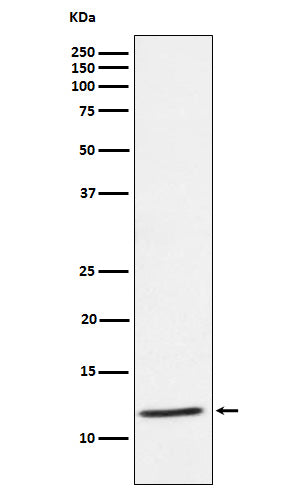 Western blot analysis of DAP12 expression in Human PBMC cell lysate.