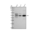 Anti-ApoH Rabbit Monoclonal Antibody