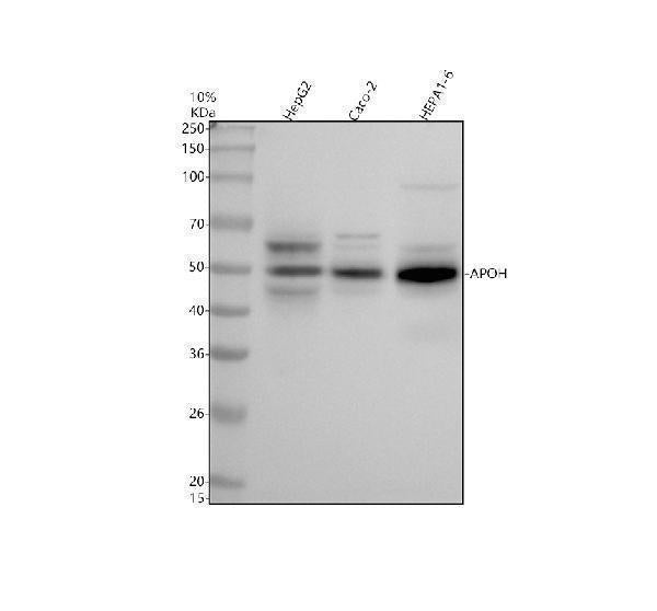 Anti-ApoH Rabbit Monoclonal Antibody