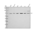 Anti-GAD67 GAD1 Rabbit Monoclonal Antibody