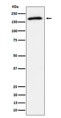 Western blot analysis of Phospho-AS160 (T642) expression in 293T treated with insulin cell lysate.