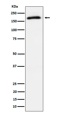 Western blot analysis of Phospho-AS160 (T642) expression in 293T treated with insulin cell lysate.