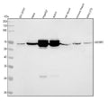 Anti-IMP2 Rabbit Monoclonal Antibody