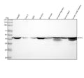 Anti-Actin ACTA1 Rabbit Monoclonal Antibody