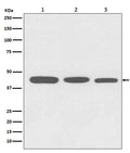 Western blot analysis of Actin expression in (1) HeLa cell lysate; (2) NIH/3T3 cell lysate; (3) C6 cell lysate.