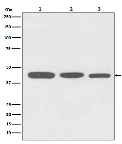 Western blot analysis of Actin expression in (1) HeLa cell lysate; (2) NIH/3T3 cell lysate; (3) C6 cell lysate.