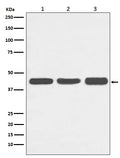 Western blot analysis of Actin expression in (1) HeLa cell lysate; (2) NIH/3T3 cell lysate; (3) C6 cell lysate.