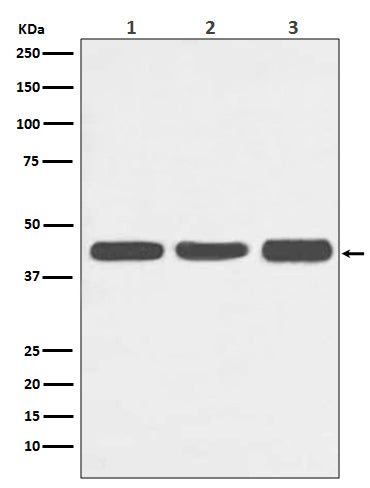 Western blot analysis of Actin expression in (1) HeLa cell lysate; (2) NIH/3T3 cell lysate; (3) C6 cell lysate.