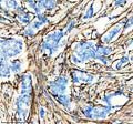 Anti-Actin (Alpha-Actin) ACTA1 Rabbit Monoclonal Antibody