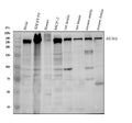 Anti-NuMA NUMA1 Monoclonal Antibody