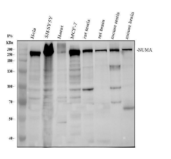 Anti-NuMA NUMA1 Monoclonal Antibody