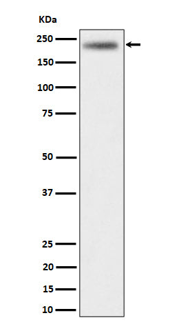 Western blot analysis of DENN expression in HeLa cell lysate.