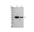 Anti-SPOP Rabbit Monoclonal Antibody