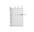 Anti-PEDF Monoclonal Antibody