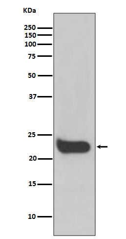 Western blot analysis of Interferon beta expression in HeLa cell lysate.