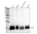 Anti-S100 alpha 6 S100A6 Rabbit Monoclonal Antibody