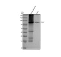 Anti-Factor XIIIa F13A1 Monoclonal Antibody