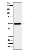 Western blot analysis of TIP49A expression in K562 cell lysate.