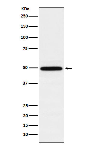 Western blot analysis of TIP49A expression in K562 cell lysate.