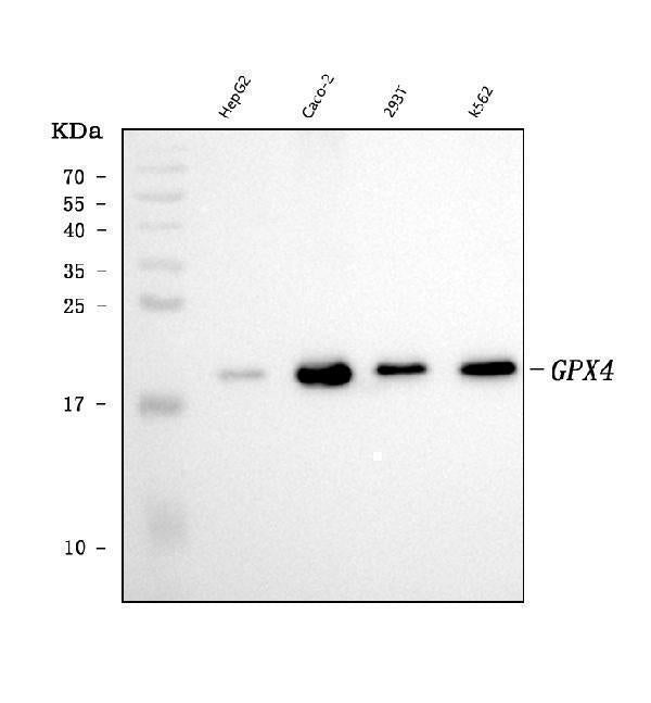 Anti-Glutathione Peroxidase 4/GPX4 Antibody Picoband® (monoclonal, 6I4E7)