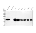 Anti-GPX4 Rabbit Monoclonal Antibody