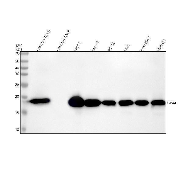Anti-GPX4 Rabbit Monoclonal Antibody