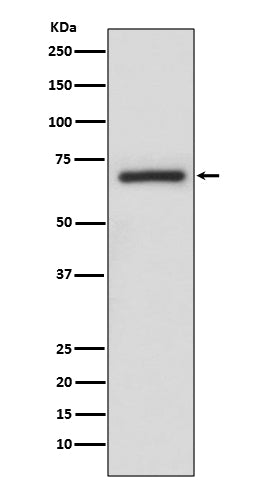 Western blot analysis of A-RAF expression in A375 cell lysate.