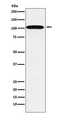 Western blot analysis of ATP1A2 expression in Human fetal heart lysate.