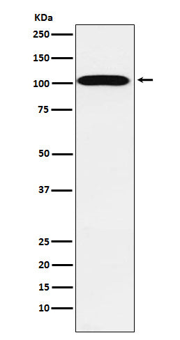 Western blot analysis of ATP1A2 expression in Human fetal heart lysate.