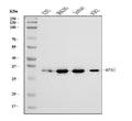 Anti-RPA32/RPA2 Antibody Picoband® (monoclonal, 3B2E9)