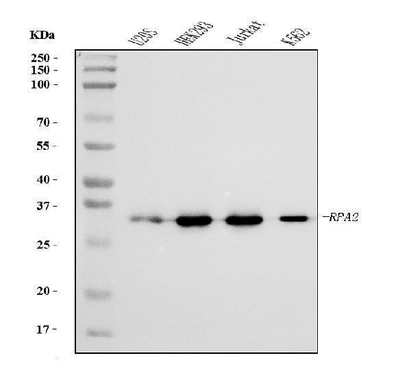 Anti-RPA32/RPA2 Antibody Picoband® (monoclonal, 3B2E9)