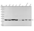Anti-RFA2 Rabbit Monoclonal Antibody