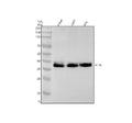 Anti-JAM1 Rabbit Monoclonal Antibody