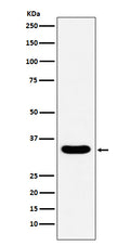 Western blot analysis of DAZL expression in human testis lysate.