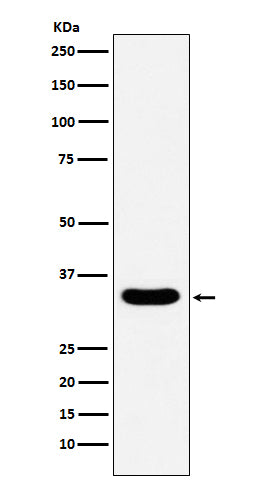 Western blot analysis of DAZL expression in human testis lysate.
