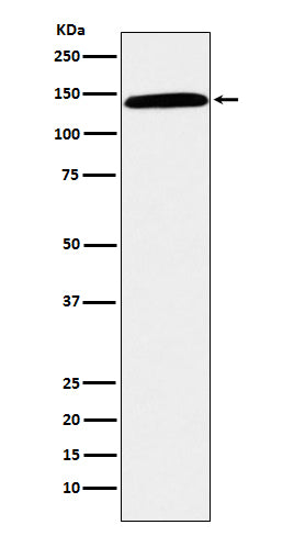 Western blot analysis of CD42b expression in human spleen lysate.