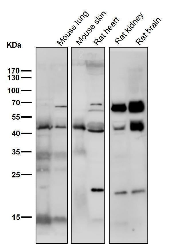 All lanes use the Antibody at 1:3K dilution for 1 hour at room temperature.