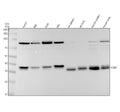 Anti-KLRG1 Rabbit Monoclonal Antibody