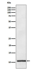 Anti-Apolipoprotein A II APOA2 Monoclonal Antibody